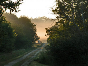 morning path
